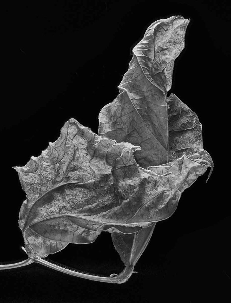Phaseolus coccineus (Scarlet Runner Bean)