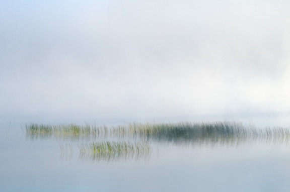 $50 Prize Ray Helmke “Reed, Grass and Mist”