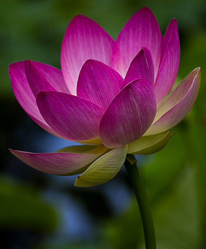 Nancy Ridenour • <em>Lotus in Pond</em> • NFS