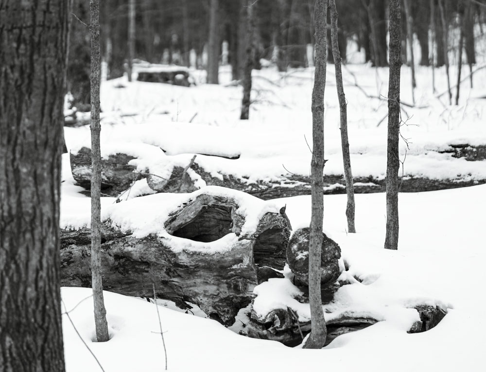 Susan C. Larkin • <em>Logs in the Snow</em> • NFS