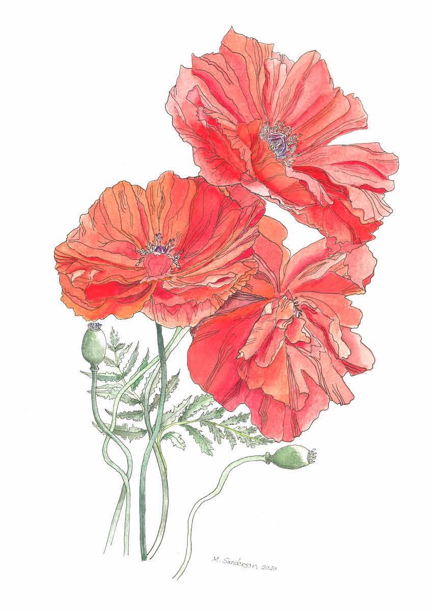 Marie Sanderson • <em>Poppies</em> • Pen and watercolor • 10″×14″ • $275.00