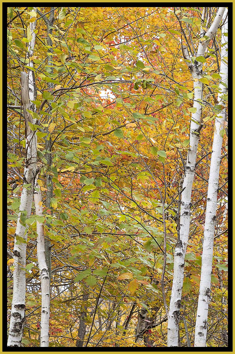 David Watkins Jr • <em>Twin Birch, Park Loop Road, 10/2014, Acadia</em> • Archival pigment on canvas • 20″×30″ • $325.00