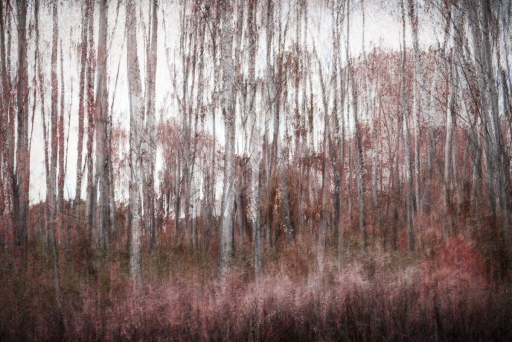 Ann Cady • <em>My Red Wood Forest</em> • 24″×16″ • NFS