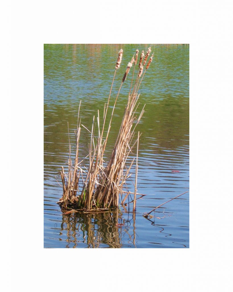 Eva M. Capobianco • <em>Reeds at Cornell Arboretum</em> • Digital print • 8″×10″ • $25.00