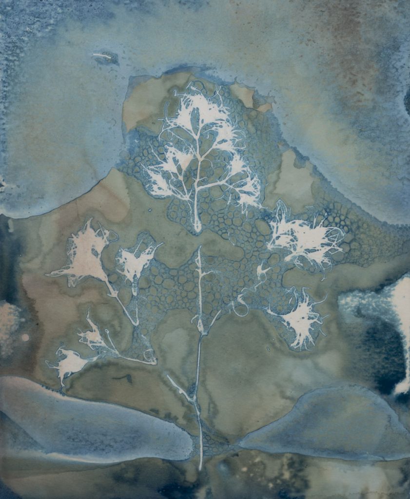 Christine Chin • <em>Invasive Species Cyanotypes: Brittle Naiad (Najas minor)</em> • Cyanotype photogram • 9″×11″ • $70.00
