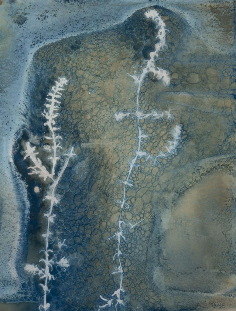 Christine Chin • <em>Invasive Species Cyanotypes: Hydrilla (Hydrilla verticillata)</em> • Cyanotype photogram • 9″×11″ • $70.00