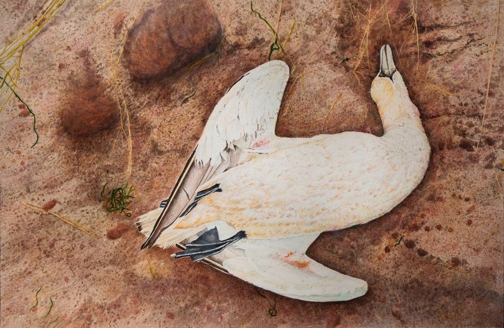 Sam Vann • <em>Prince Edward Albatross</em> • Watercolor on paper • 25″×38″ • $1,500.00