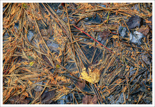 David Watkins • <em>Needles and Leaves Abstract: Eagle Lake</em> • Archival pigment print • 16″×20″ • $185.00<a class="purchase" href="https://state-of-the-art-gallery.square.site/product/david-watkins-needles-and-leaves-abstract-eagle-lake/1057" target="_blank">Buy</a>