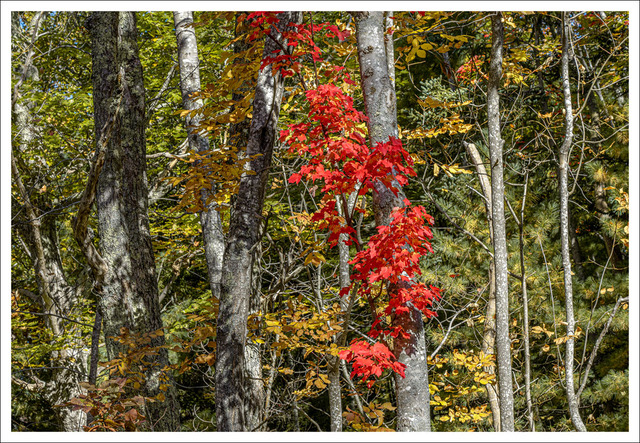 David Watkins • <em>A Touch of Red: Acadia</em> • Archival pigment print • 16″×20″ • $185.00