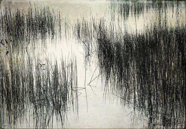 David Watkins • <em>Only Reeds: Eagle Lake</em> • Archival pigment print • 16″×20″ • $185.00