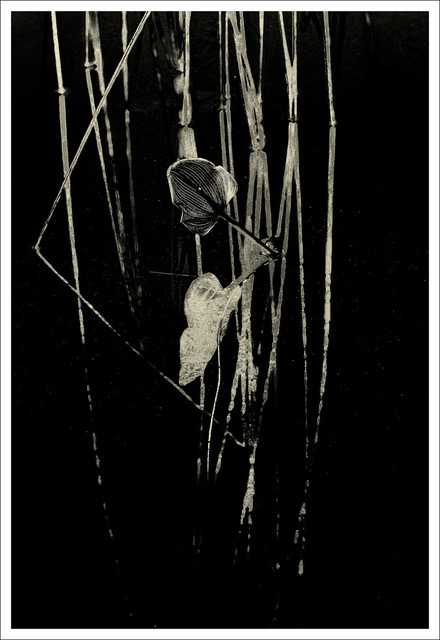David Watkins • <em>Pond Weeds</em> • Archival pigment print • 14″×11″ • $115.00