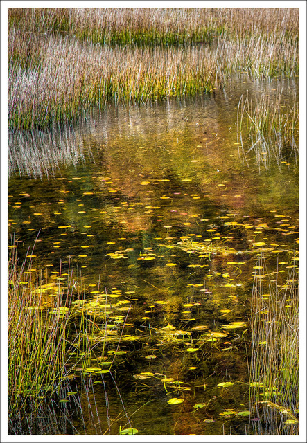David Watkins • <em>The Tarn: Reeds and Reflections</em> • Archival pigment print • 20″×16″ • $185.00<a class="purchase" href="https://state-of-the-art-gallery.square.site/product/david-watkins-the-tarn-reeds-and-reflections/1085" target="_blank">Buy</a>