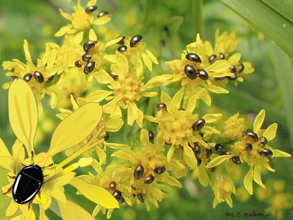 Margy Nelson • <em>Shining Flower Beetles</em> • Digital drawing, metal print • 16″×12″ • $96.00