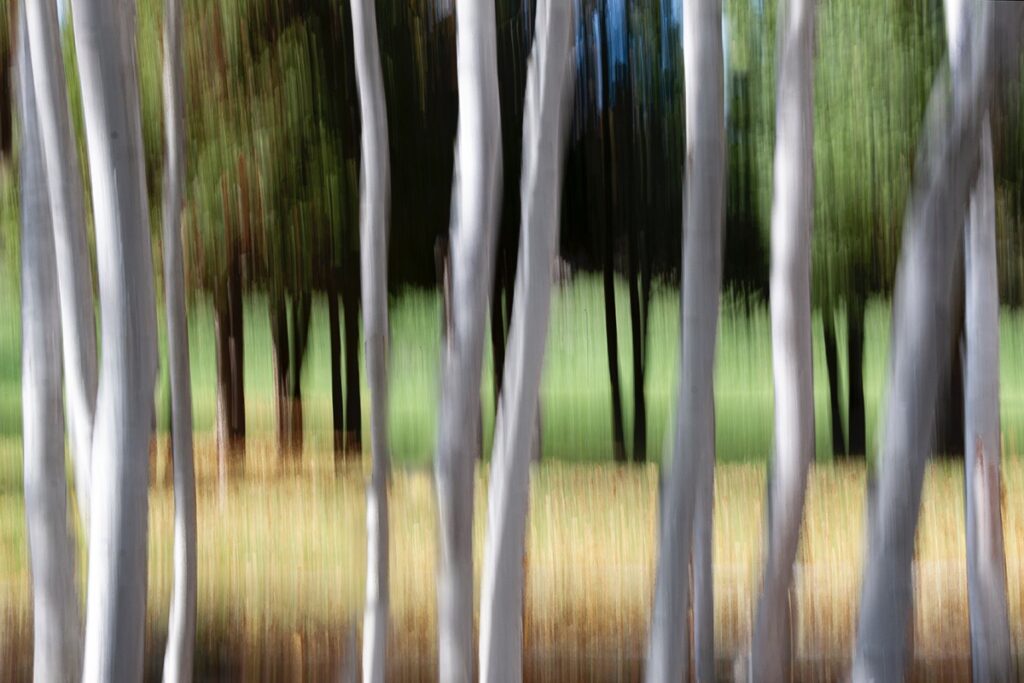 Luann Pero • <em>Birch & Pine</em> • Photograph • $180.00