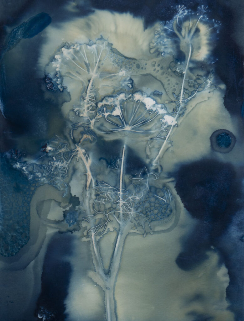 Christine Chin • <em>Dill</em> • Unique cyanotype photogram • 22″×17″ • $220.00<a class="purchase" href="https://state-of-the-art-gallery.square.site/product/christine-chin-dill/1261" target="_blank">Buy</a>