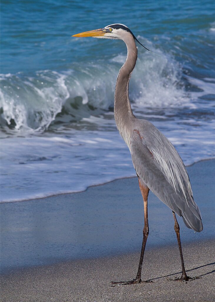 Nancy Ridenour • <em>Great Blue Heron along the Florida Gulf</em> • Digital print on archival paper • 22″×29″ • $175.00