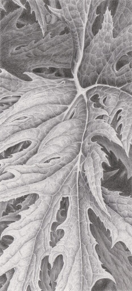 Benjamin Lander • <em>Ligularia Japonica</em> • Graphite on paper (Strathmore Bristol) • 11″×17″ • NFS