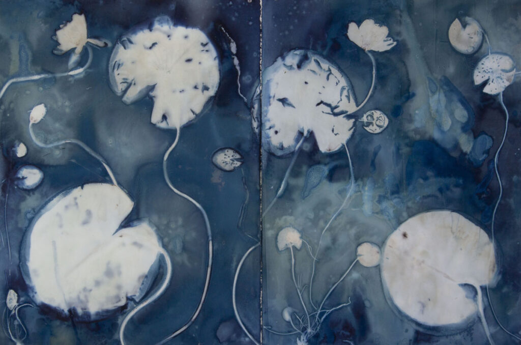 Christine Chin • <em>Native Species Cyanotypes: White Water Lily (Nymphaea odorata) #1</em> • Original cyanotype from collected specimen • 44″×30″ • $600.00