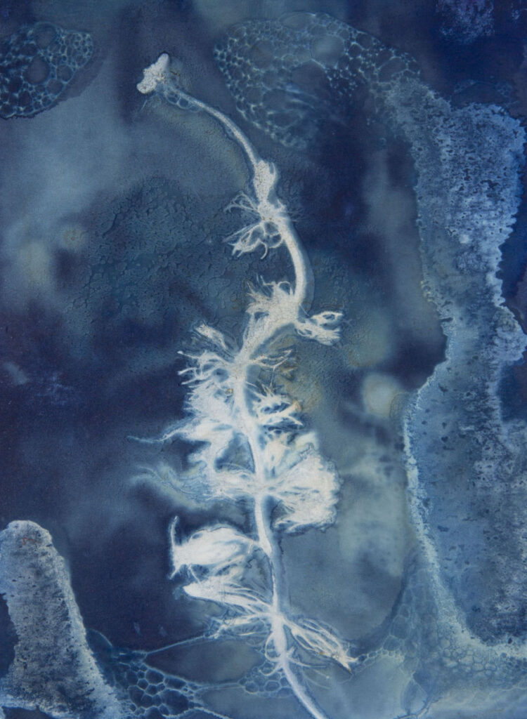 Christine Chin • <em>Native Species Cyanotype: White Water Buttercup (Ranuculus aquatilis diffuses)</em> • Original cyanotype from collected specimen • 4½″×6″ • $60.00