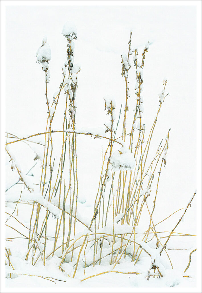 David Watkins Jr • <em>Winter Garden No. 2</em> • Archival pigment print • 16″×20″ • $165.00