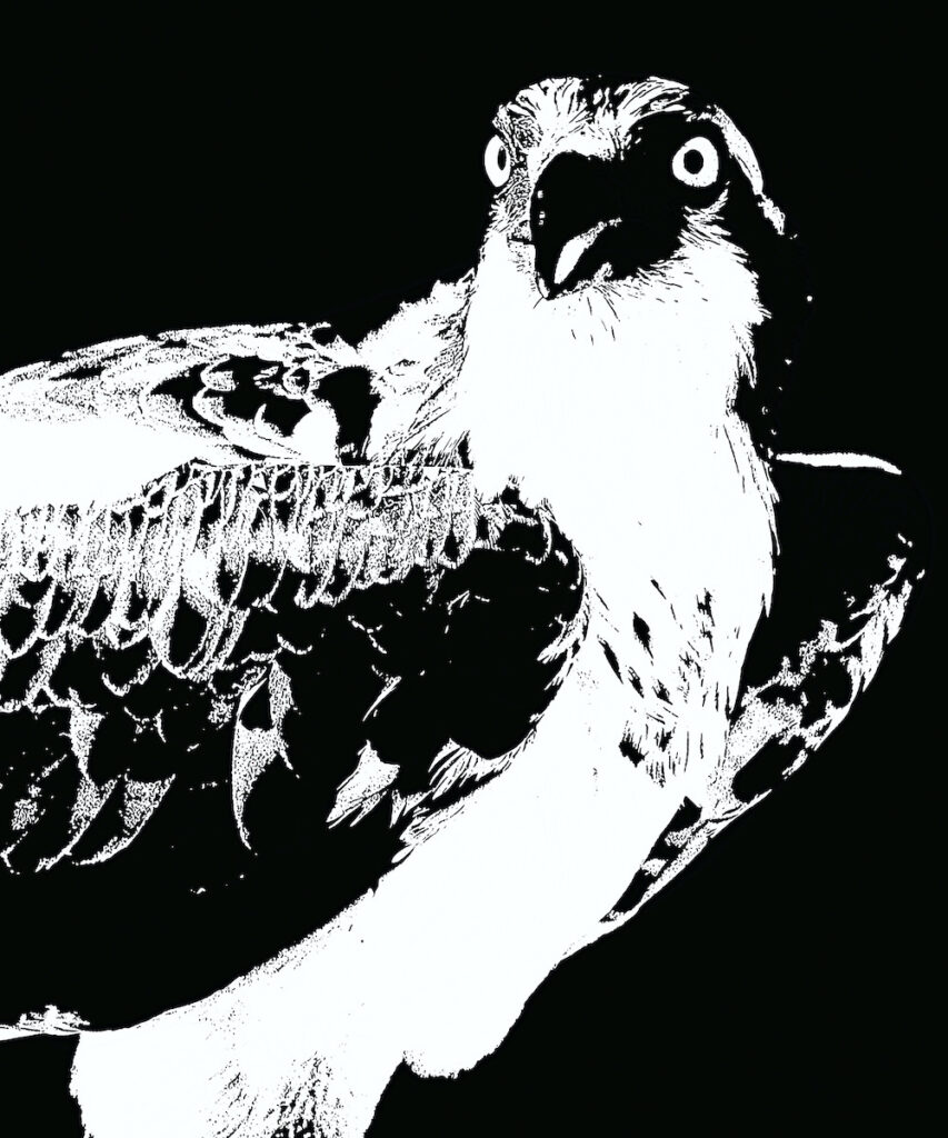 Nancy V. Ridenour • <em>Osprey Abstract</em> • Digital image on canvas • 16″×20″ • $150.00<a class="purchase" href="https://state-of-the-art-gallery.square.site/product/nancy-v-ridenour-osprey-abstract/2153" target="_blank">Buy</a>