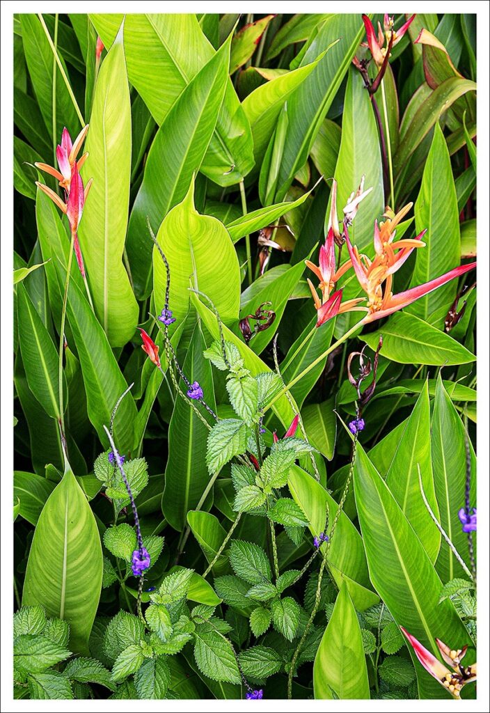 David Watkins Jr • <em>Kula Botanical Gardens, Maui 1</em> • Archival pigment print • 14″×11″ • $125.00