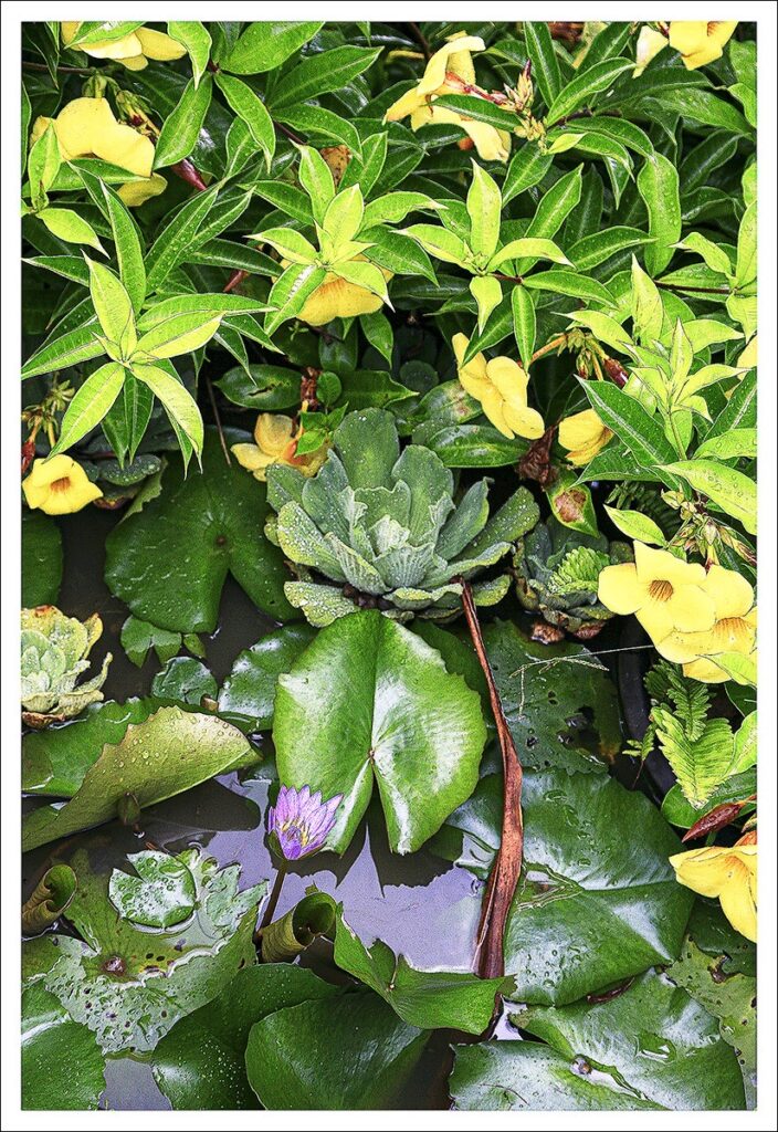 David Watkins Jr • <em>Kula Botanical Gardens, Maui 2</em> • Archival pigment print • 14″×11″ • $125.00