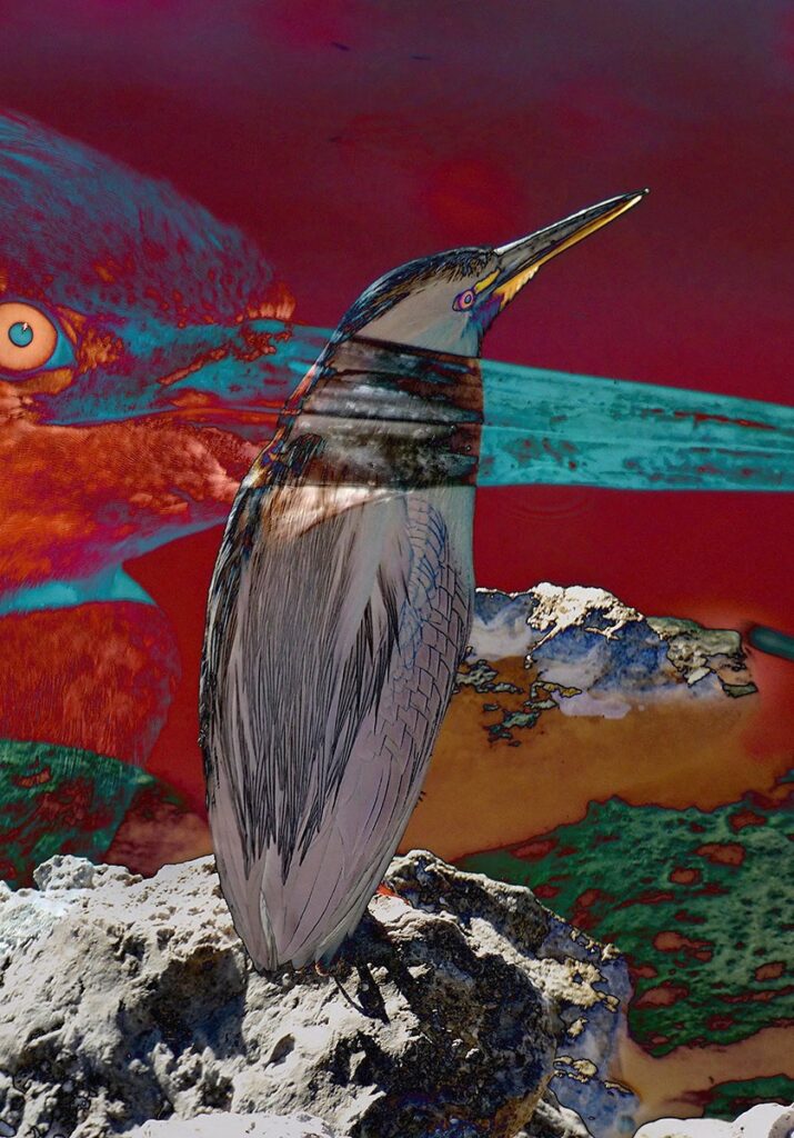 Patricia Brown • <em>Greetings from Little Green Heron of Sanibel Island, Florida</em> • Archival digital collage print • 4″×6″ • $68.00