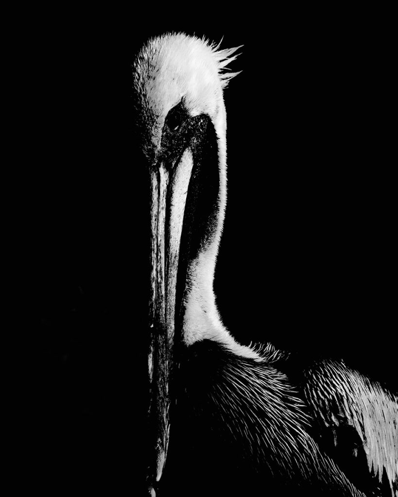 Nancy V.Ridenour • <em>Pelican Extracted</em> • Archival inkjet photo on canvas • $150.00