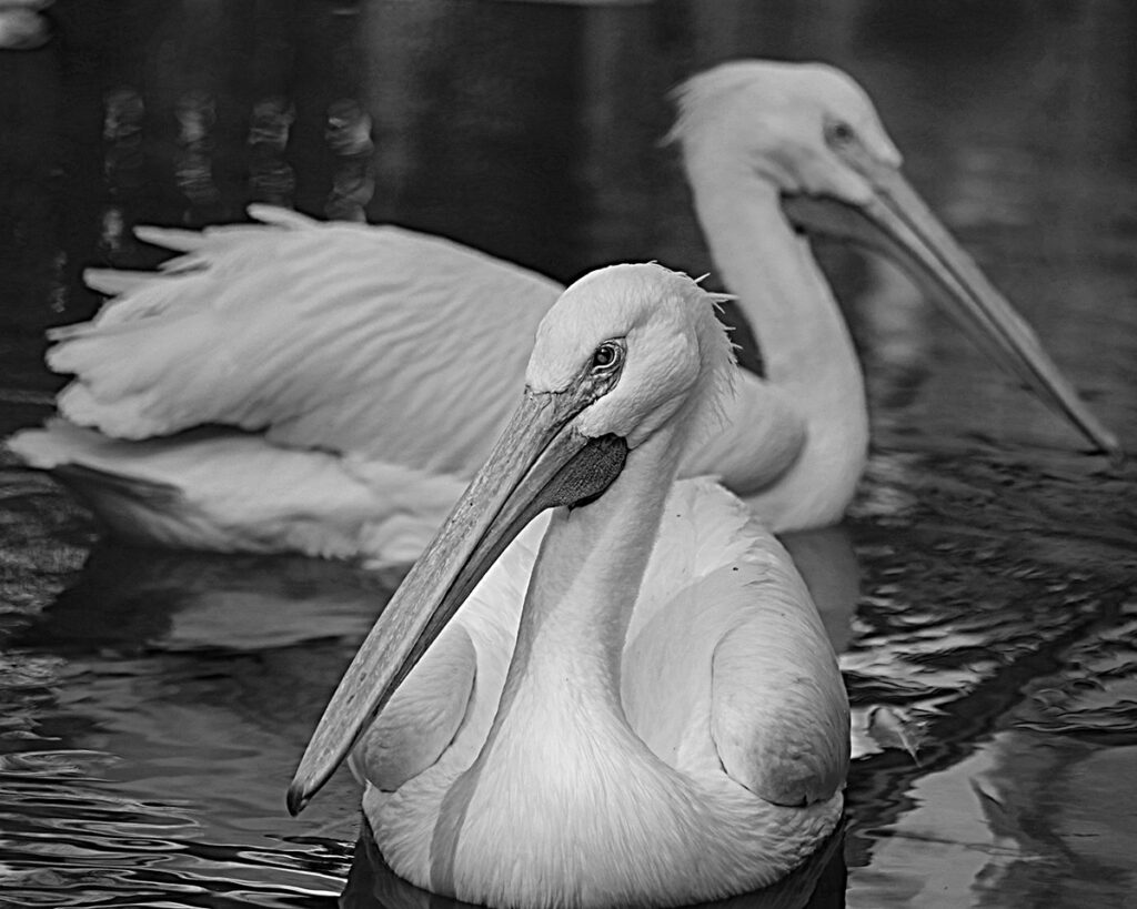 Nancy V.Ridenour • <em>White Pelicans</em> • Archival inkjet photo on canvas • $150.00