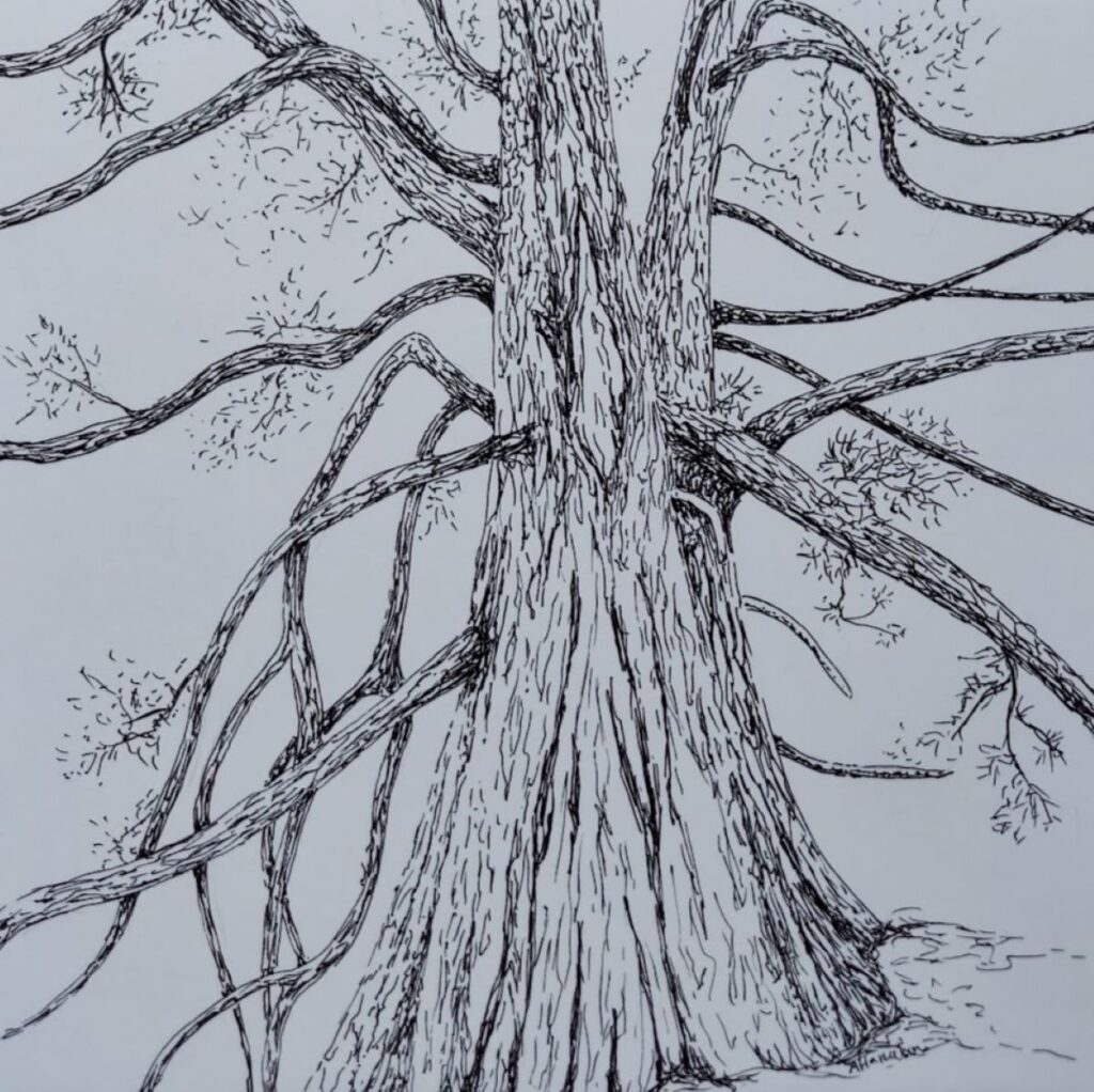 Annemiek Haralson • <em>Giant Sequoia</em> • Pen on paper • 6″×6″ • $75.00