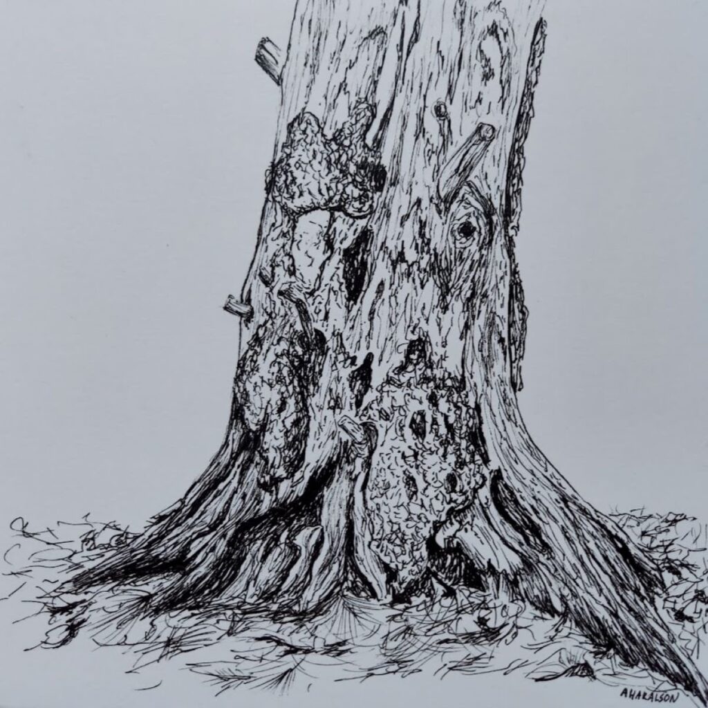 Annemiek Haralson • <em>Old Pine Tree</em> • Pen on paper • 6″×6″ • $75.00