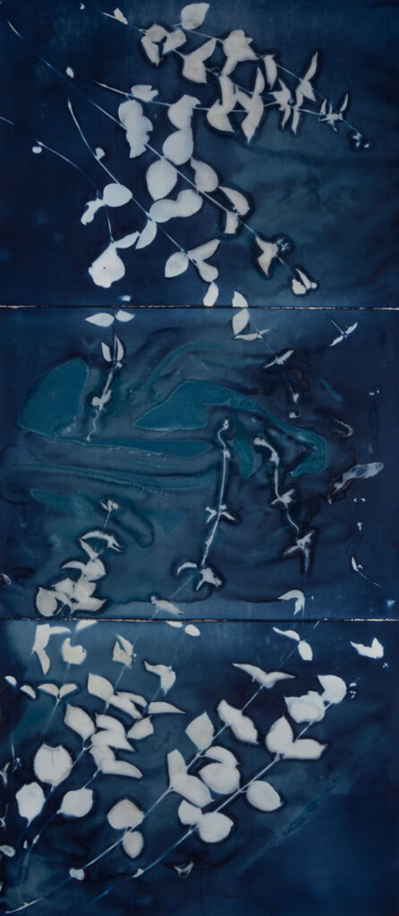 Christine Chin  • <em>Black Swallow-wort <rm-font>(Vincetoxicum nigrum)</rm-font></em> • Cyanotype from original specimen • 30″×66″ • $600.00