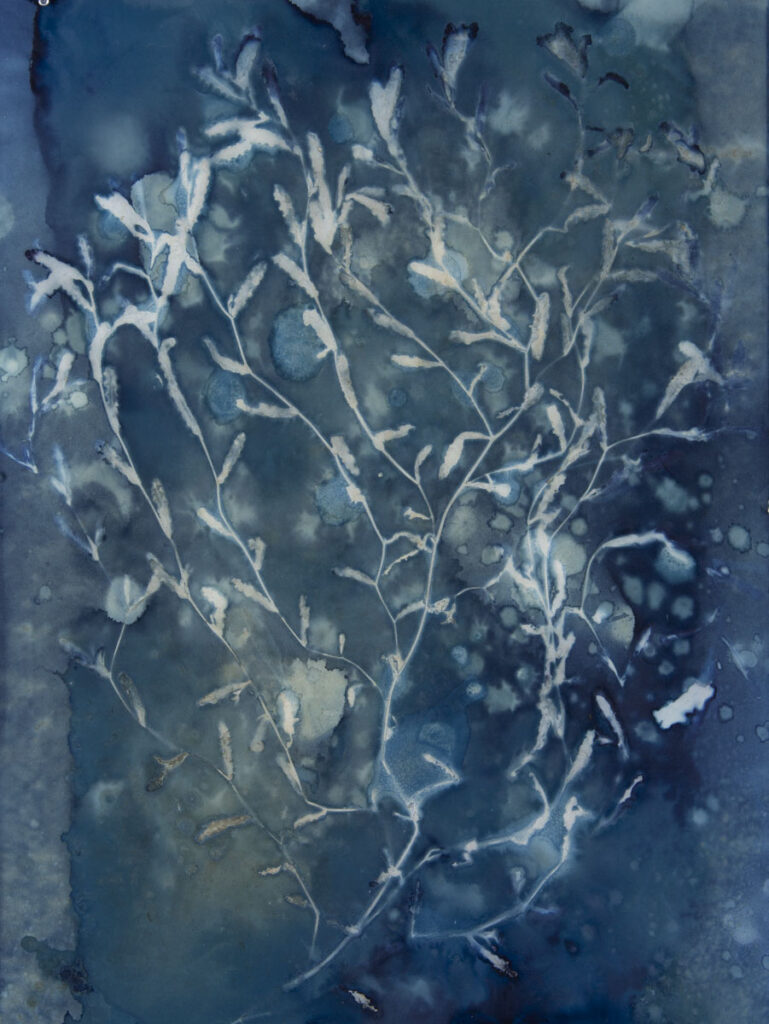 Christine Chin • <em>Curly-leaf pondweed (Potamogeton crispus) 1</em> • Cyanotype photogram from original specimen • 22″×30″ • $90.00