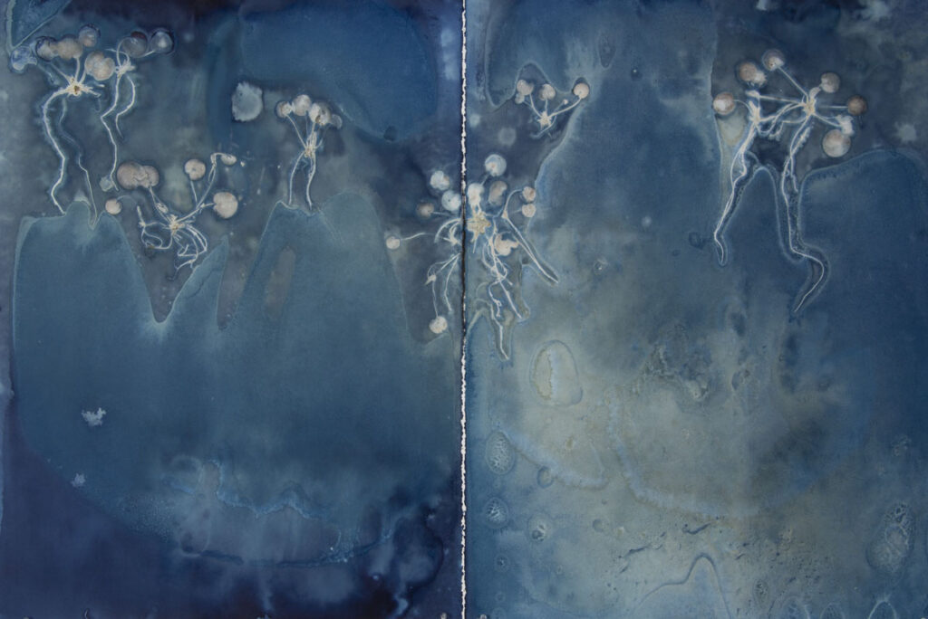 Christine Chin • <em>Invasive Species Cyanotype: Frogbit (Limnobium laevigatum)</em> • Cyanotype photogram from original specimen • 44″×30″ • $700.00