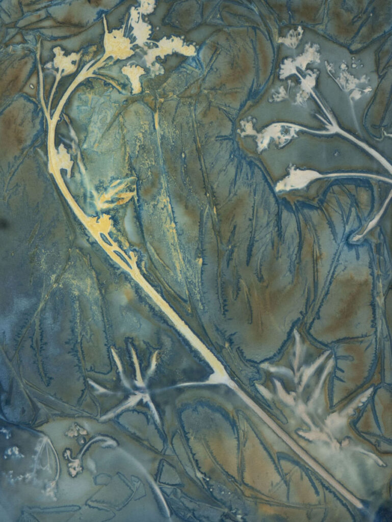 Christine Chin • <em>Invasive Species Cyanotype: Wild Parsnip (Pastinaca sativa) 3</em> • Cyanotype photogram from original specimen • 9″×11″ • $90.00