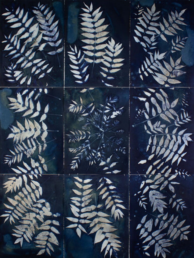 Christine Chin • <em>Invasive Species Cyanotype: Tree of Heaven (Ailanthus altissima) (9 panel)</em> • Cyanotype photogram from original specimen • 66″×90″ • $4,000.00