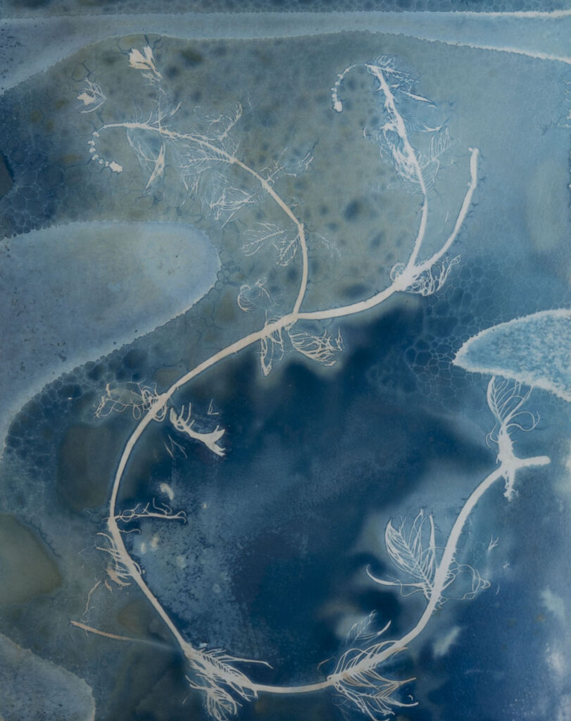 Christine Chin • <em>Invasive Species Cyanotype: Eurasian Watermilfoil: (Myriophyllum spicatum) 2</em> • Cyanotype photogram from original specimen • 11″×11″ • $90.00
