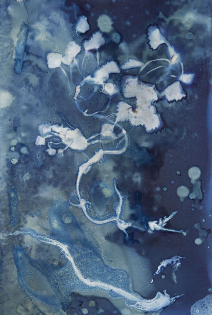 Christine Chin • <em>Invasive Species Cyanotype: European Water Chestnut (Trapa natans) 2</em> • Cyanotype photogram from original specimen • 12″×18″ • $90.00