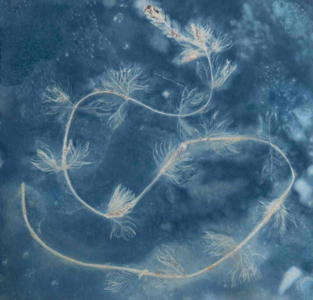 Christine Chin • <em>Invasive Species Cyanotype: Eurasian Watermilfoil: (Myriophyllum spicatum) 4</em> • Cyanotype photogram from original specimen • 11″×11″ • $90.00