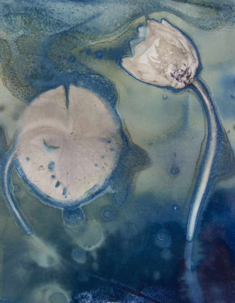 Christine Chin • <em>Native Species Cyanotypes: White Water Lily (Nymphaea odorata) 2</em> • Cyanotype photogram from original specimen • 9″×11″ • $90.00