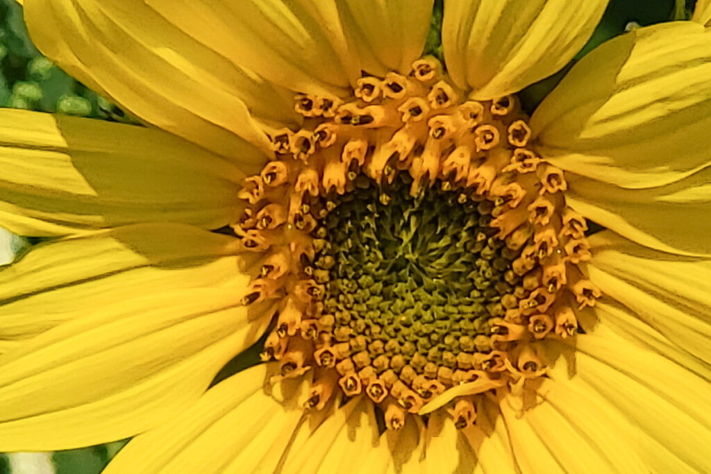Nancy V. Ridenour • <em>Sunflower</em> • Digital image on canvas • 18″×12″ • $125.00