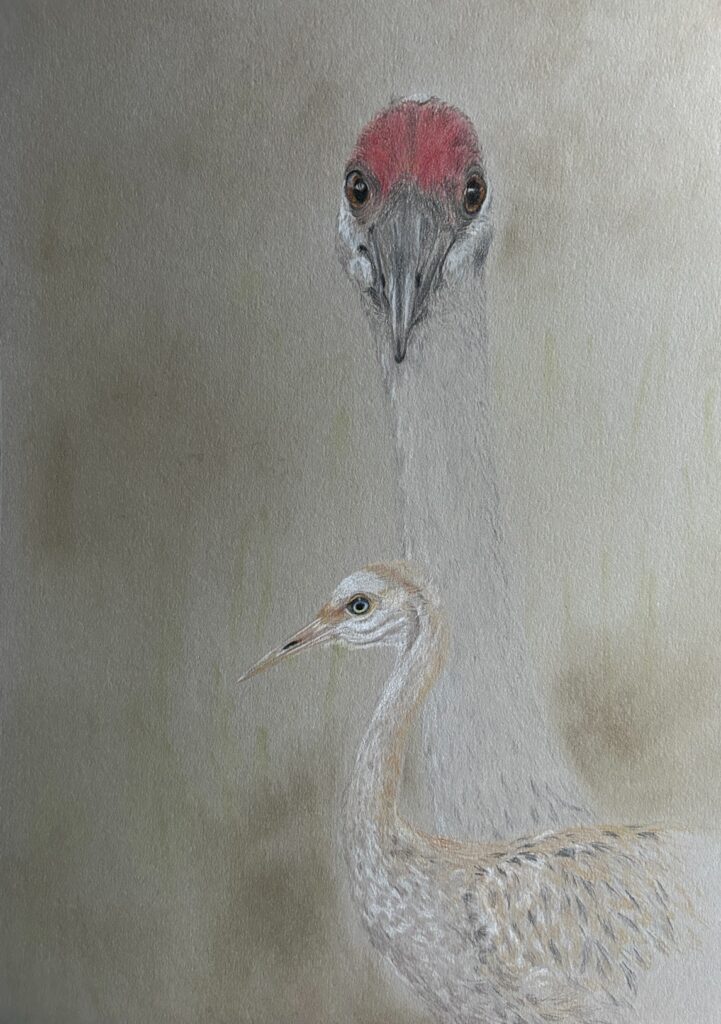 Gail Norwood • <em>Sandhill Cranes: Mother and Son</em> • Colored pencil and pastel on paper • 14″×18″ • $200.00