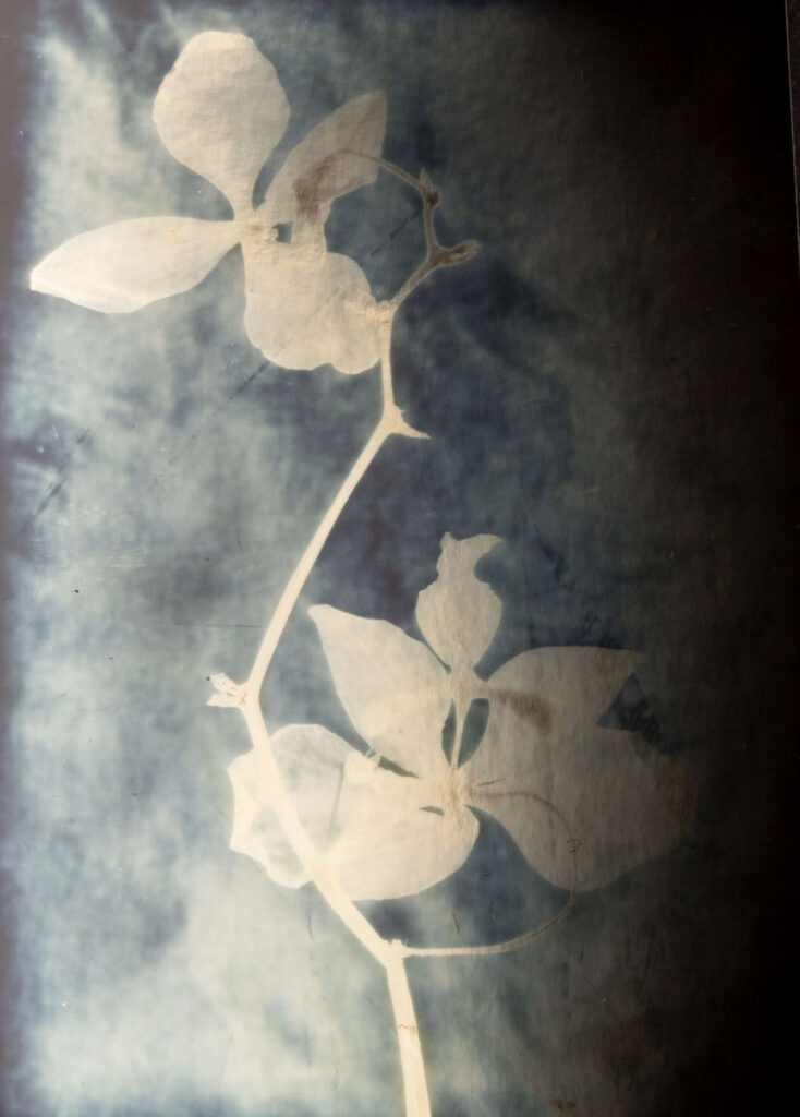 Christine Chin • <em>Phalaenopsis stuartiana</em> • Silver photogram • 8″×10″ • $38.00