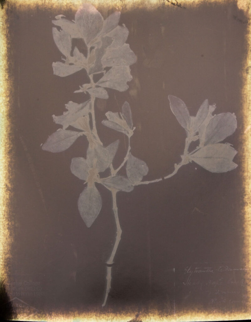Christine Chin • <em>Red List: Trilepidea adamsii</em> • Silver print • 16″×20″ • $300.00