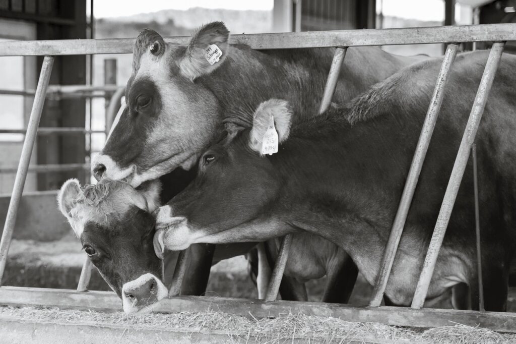 Three Brown Swiss Cows at Trinity Valley Farm by Susan C. Larkin