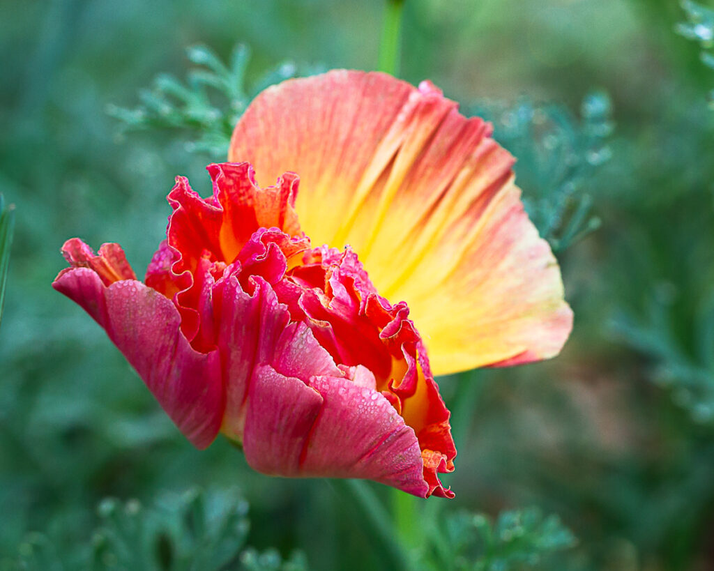 Kathleen M. Rasmussen • <em>Opening Clamshell <rm-font>(Eschscholzia californica “Mission Bells”)</rm-font></em> • Digital print • 20″× 16″ • $250.00