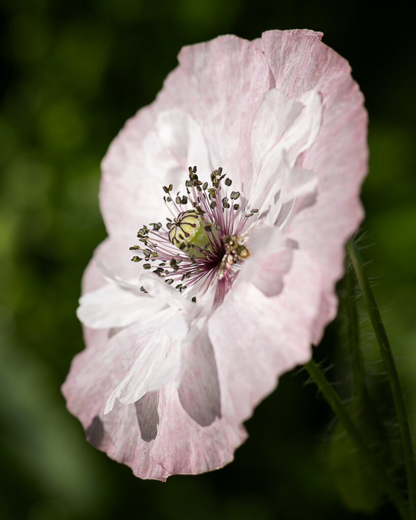 Kathleen M. Rasmussen • <em>Poppy Pancake <rm-font>(Papaver rhoeas)</rm-font></em> • Digital print • 16″× 20″ • $250.00