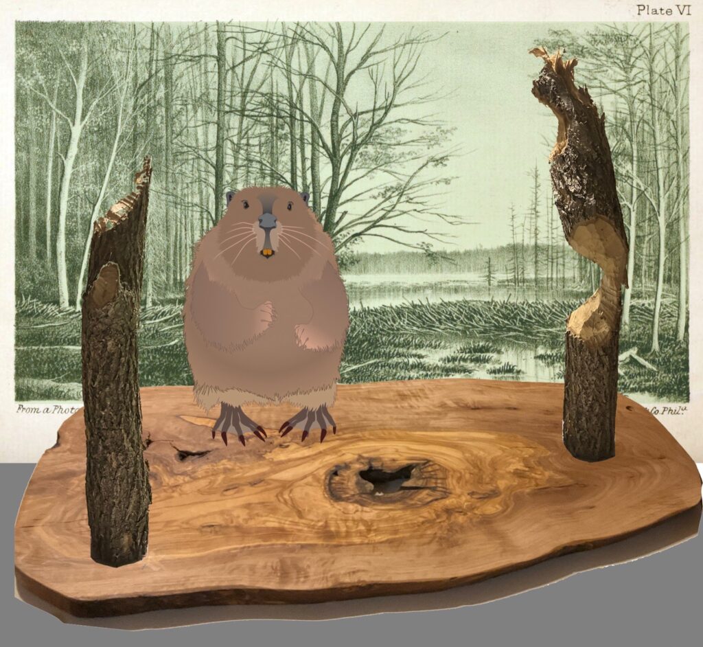 Margy Nelson • <em>Working Hard on Beebe Lake</em> • Mixed media diorama • NFS<hr style="margin-bottom: 10px;"><div class="fb-text"><p style="text-align:center; font-size: 0.8em; ">Background: Plate VI from The American Beaver and His Works, Lewis Henry Morgan, 1868</p></div>