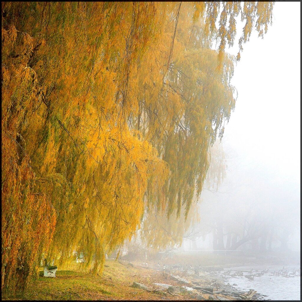 David Watkins Jr • <em>Willows in the Mist, Stewart Park</em> • Archival pigment on canvas • 30″× 30″ • $475.00